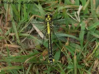 Rombouten [Gomphidae]